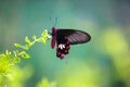 A Common Mormon butterfly Papilio polytes resting on a flower, a close up side view in a blurred green background Royalty Free Stock Photo