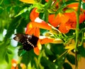 Papilio polytes visiting Chinese trumpet creeper