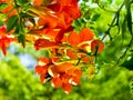 Papilio polytes visiting Chinese trumpet creeper