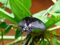 Papilio polytes Royalty Free Stock Photo