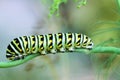 Papilio Polyxenes, Black Swallowtail Larva