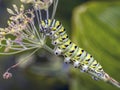 Papilio polyxenes, eastern black swallowtail caterpillar Royalty Free Stock Photo