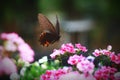 Papilio Royalty Free Stock Photo