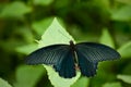 Big black wings butterfly on green leaf