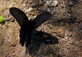 Papilio protenor, the spangle