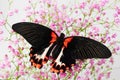 Papilio rumanzovia Royalty Free Stock Photo