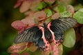 Papilio rumanzovia, beautiful black pink butterfly, Scarlet Mormon, Big and colourful insect on the green branch. Butterfly in nat