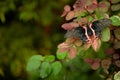 Papilio rumanzovia, beautiful black pink butterfly, Scarlet Mormon, Big and colourful insect on the green branch. Butterfly in Royalty Free Stock Photo