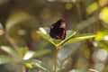 Papilio rumanzovia Butterfly Scarlet Mormon has red and black wings