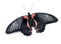 Papilio rumanzovia (female) butterfly Royalty Free Stock Photo