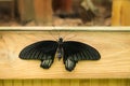 Papilio Rumanzovia female butterfly. Nature, insect Royalty Free Stock Photo
