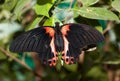 Papilio rumanzovia, Scarlet Mormon Royalty Free Stock Photo