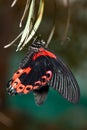 Papilio rumanzovia, Scarlet Mormon Royalty Free Stock Photo