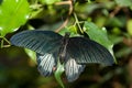 Papilio rumanzovia, Scarlet Mormon Royalty Free Stock Photo