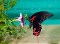 Papilio rumanzovia, Scarlet Mormon Royalty Free Stock Photo