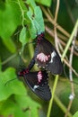 Papilio rumanzovia, the scarlet Mormon or red Mormon, butterfly Royalty Free Stock Photo