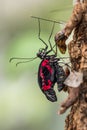 Papilio rumanzovia, the scarlet Mormon or red Mormon, butterfly Royalty Free Stock Photo