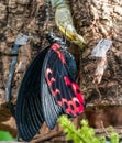 Papilio rumanzovia, the scarlet Mormon or red Mormon, butterfly Royalty Free Stock Photo