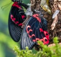 Papilio rumanzovia, the scarlet Mormon or red Mormon, butterfly Royalty Free Stock Photo