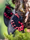 Papilio rumanzovia, the scarlet Mormon or red Mormon, butterfly Royalty Free Stock Photo