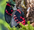 Papilio rumanzovia, the scarlet Mormon or red Mormon, butterfly Royalty Free Stock Photo