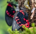 Papilio rumanzovia, the scarlet Mormon or red Mormon, butterfly Royalty Free Stock Photo