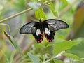 Papilio rumanzovia Scarlet Swallowtail butterfly Royalty Free Stock Photo