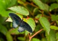 Papilio Rumanzovia