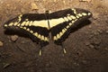 Papilio thoas butterfly perched over ground