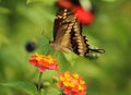 Papilio thoas