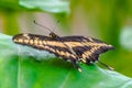 Papilio thoas, the king swallowtail butterfly