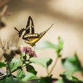 Papilio thoas on the blossom_Koenigs-Schwalbenschwanz