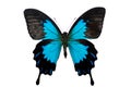 Papilio ulysses Royalty Free Stock Photo