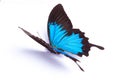 Papilio Ulysses Blue butterfly on the white background