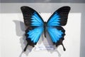 Papilio ulysses, Blue emperor or Blue mountain swallowtail butterfly, beautiful bright blue among dark black wings showing upper Royalty Free Stock Photo