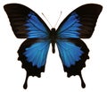 Papilio Ulysses Butterfly Royalty Free Stock Photo