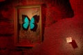 Papilio ulysses in the gold frame on the red wall