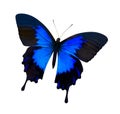 Papilio ulysses isolated butterfly Royalty Free Stock Photo