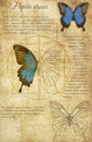 Papilio ulysses. A series of vector illustrations imitating old sheets from a book about butterflies. Royalty Free Stock Photo