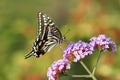 Papilio xuthus Royalty Free Stock Photo