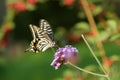 Papilio xuthus Royalty Free Stock Photo