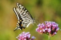 Papilio xuthus Royalty Free Stock Photo
