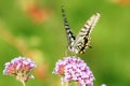 Papilio xuthus Royalty Free Stock Photo