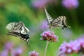 Papilio xuthus Royalty Free Stock Photo