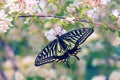 Papilio xuthus Royalty Free Stock Photo