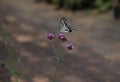 A Papilio xuthus. Lepidoptera papilionidae butterfly.