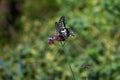 A Papilio xuthus. Lepidoptera papilionidae butterfly.