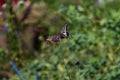 A Papilio xuthus. Lepidoptera papilionidae butterfly.