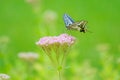 Papilio xuthus Royalty Free Stock Photo