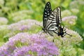 Papilio xuthus Royalty Free Stock Photo